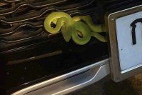 Rắn lục xanh gây cơn sốt xổ số